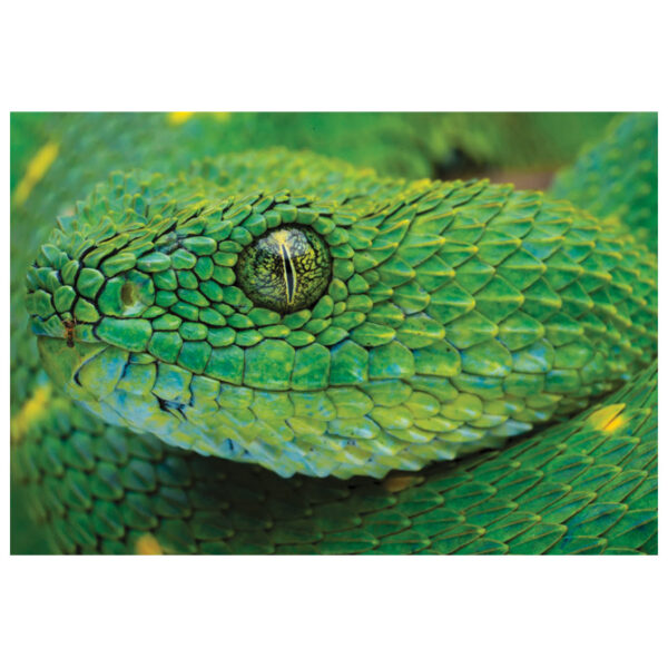 Puzzle 250 kom Colorful nature 4 Snake Interdruk - Slika 4